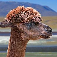 Alpaca (Lama pacos / Vicugna pacos). Digital composite